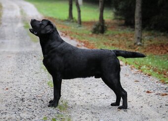 Labradorský retrívr s PP - 6
