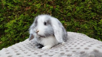 Zakrslý beránek, králíček, králík - MARIUS - 6