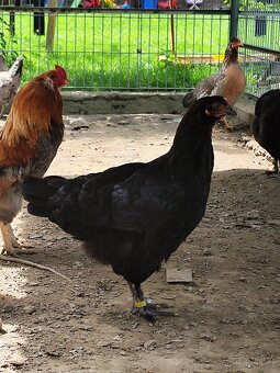 Slepice marans na čoko vejce - 6