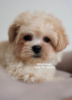 Krásná holčička Maltipoo - 6