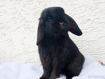 Volná samička - Anglický Zakrslý Beránek MiniLop🍑 - 6