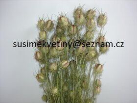 Sušené květiny - Tatarika, Slaměnky, Len,… - 6