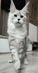 Maine Coon s PP kocour Mainská mývalí kočka - 6