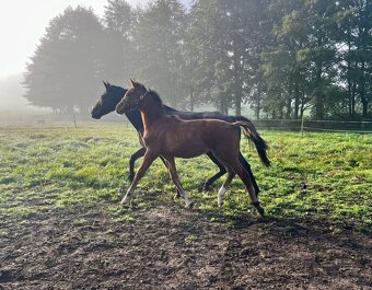 Krásná kobylka do chovu - 6