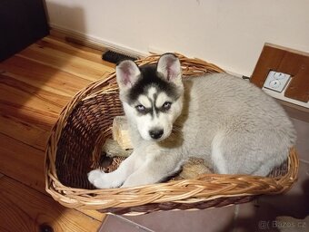 Sibiřský husky - 6