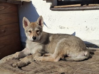 Československý vlčák s PP, fenka - 6