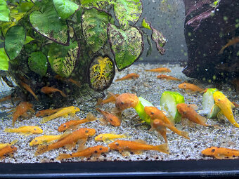 Ancistrus sp. super red - 6