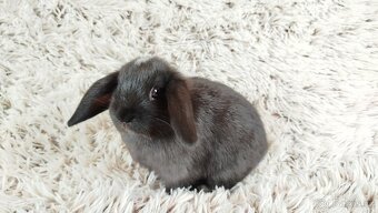 Zakrslý beránek, králíček, králík - ELLA - 6