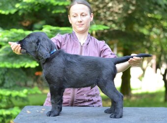 Flat coated retriever - 2 psi a 1 fenka s PP - 6