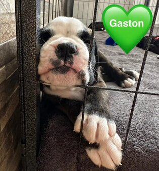 Štěňata německého boxera - 6