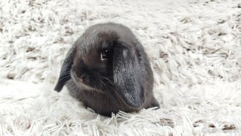 Zakrslý beránek, králíček, králík - BIBI - 6