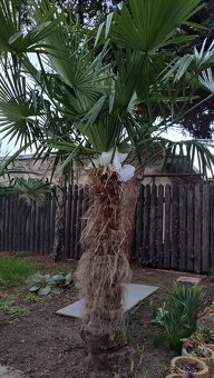 Trachycarpus fortunei - 6