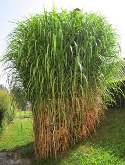 MISCANTHUS GIGANTEUS ♥ OZDOBNICE OBROVSKÁ - 6