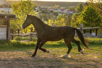 Welsh Cob valach - 3 roky - 6