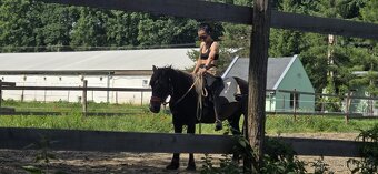 Welsh pony D valach 3roky - 6
