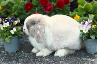 Minilop samička 10 měsíců - 6