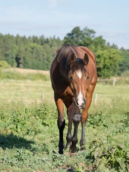 QH klisna - 6