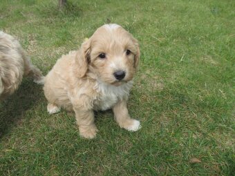 Maltipoo štěňátka - 6