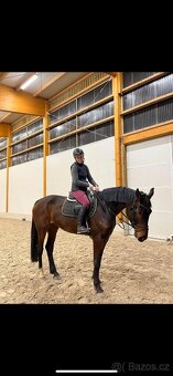 Prodám 4 letou klisnu do sportu - 6