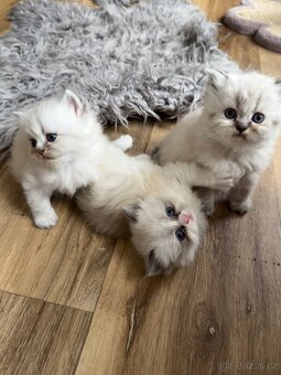 Perská činčila koťátka - 6