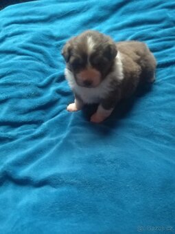 Australský ovčák bez PP - 6