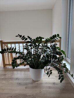 Zamioculcas výška 110 cm, průměr 150 cm - 6