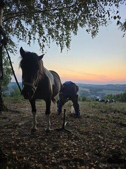 Huculská klisna, hucul, Tobiano, pony, malý kůň - 6