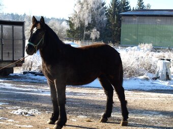 Percheron - 6