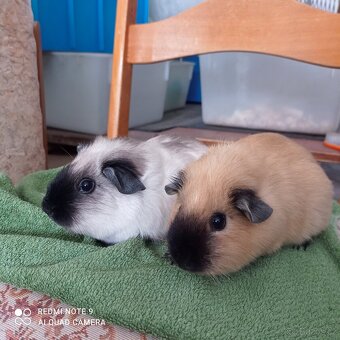 Morčata kalifornská - 6