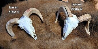 Trofeje, baran - 6