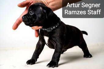 Staffordshire Bullterrier - 6