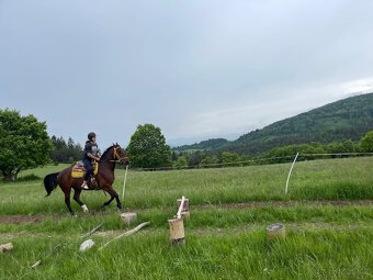 Nádherný hnedák - lipican valach 5ročný - 6