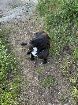 Americký pitbull teriér ke krytí - 6