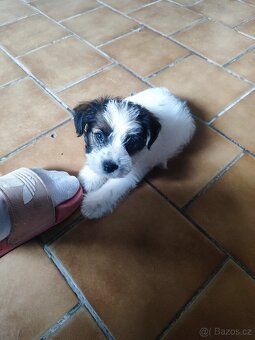 Jack Russell teriér ( Rusel teriér) s PP - 6