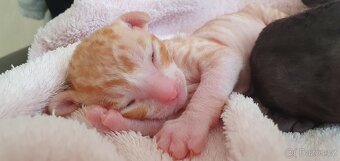 Cornish rex s PP - 6