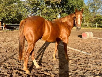 Valach Quarter Horse - 6