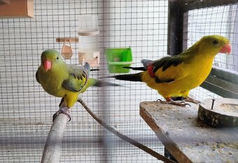 Papoušek horský - 6