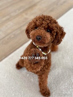 Toy pudl chlapeček Toy Poodle Male boy Red Brown - 6