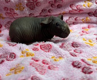 Skinny morče, sameček s PP - 6