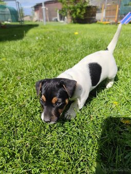 Jack Russel teriér - 6