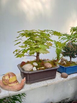 Javor mléč (Acer platanoides) bonsai - 6