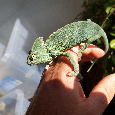 Prodám Chameleon jemenský - Chameleo calyptratus - 6