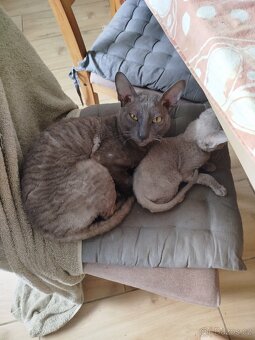 Cornish rex koťátka - 6