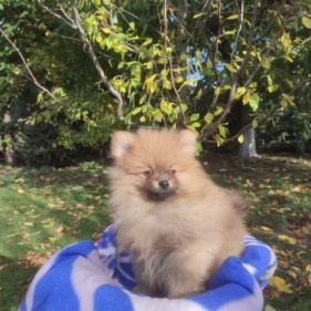 Nemecky špic maly - 6