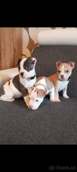 Stafordšírský bulteriér - 6