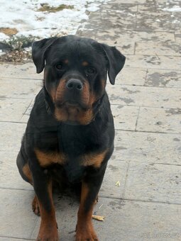 Rotvajler rtw rotweiler - 6