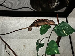Chameleon Pardali - 6