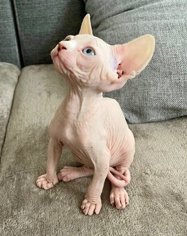 Sphynx kocourek - 6