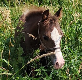 Klisnička Welsh pony, sekce B na prodej - 6