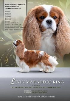 Kavalír king charles spaniel - štěňátka - 6